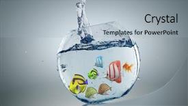  Presentation with fish aquarium - Amazing slide deck having exotic fish in round aquarium backdrop and a light gray colored foreground