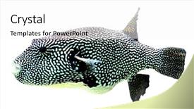  Presentation with brown sugar isolated on white - Colorful presentation theme enhanced with exotic fish isolated on white backdrop and a white colored foreground