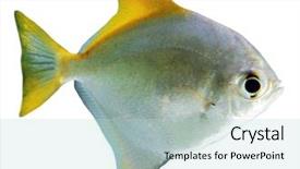  Presentation with fish aquarium - Slide deck consisting of exotic fish isolated on white background and a lemonade colored foreground