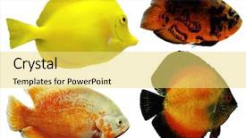  Presentation with fishes - PPT theme featuring exotic fishes isolated on white background and a yellow colored foreground