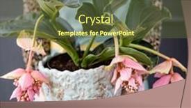  Presentation with flower - PPT layouts with exotic-flower-in-the-pot background and a tawny brown colored foreground