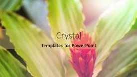  Presentation with tropical flowers - Amazing slide deck having exotic-flowers-in-tropical-garden backdrop and a yellow colored foreground