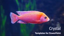  Presentation with freshwater aquarium - PPT theme having exotic freshwater fish in aquarium background and a navy blue colored foreground