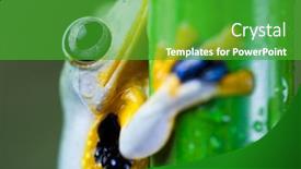  Presentation with indonesia - Amazing slide set having exotic-frog-in-indonesia-rhacophorus backdrop and a  colored foreground