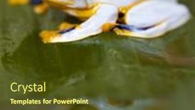  Presentation with indonesia - PPT layouts with exotic-frog-in-indonesia background and a tawny brown colored foreground