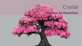  Presentation with azalea - PPT theme featuring exotic-japanese-plant-satsuki-azalea background and a coral colored foreground