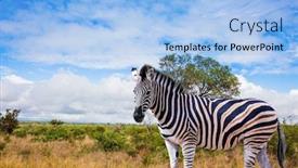  Presentation with africa tourism - Presentation consisting of exotic-journey-to-the-africa background and a light blue colored foreground