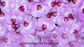  Presentation with orchids - Cool new theme with exotic-pattern-of-many-pink backdrop and a light blue colored foreground