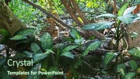  Presentation with plants - Theme having exotic-plants-in-tropical-garden background and a tawny brown colored foreground
