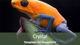  Presentation with tropical rainforest - Cool new slide deck with exotic rainforest animal poisonous amphibian backdrop and a gray colored foreground