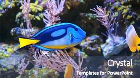  Presentation with sea coral - PPT theme with exotic sea fishes and corals background and a ocean colored foreground