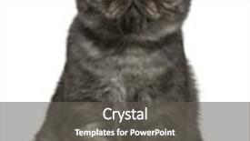  Presentation with hello kitty cute little kitten - Beautiful PPT theme featuring exotic shorthair kitten 4 months backdrop and a dark gray colored foreground