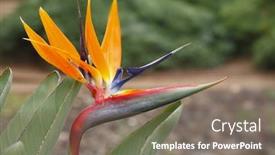  Presentation with tropical - Audience pleasing presentation theme consisting of exotic-southern-flower-strelitzia backdrop and a gray colored foreground