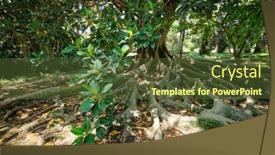 Presentation with banyan tree - PPT theme with exotic-tree-ficus-macrophylla-australian background and a tawny brown colored foreground