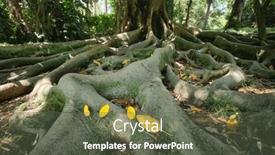  Presentation with banyan tree - Slides with exotic-tree-ficus-macrophylla-australian background and a tawny brown colored foreground