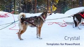  Presentation with dog sled - PPT theme with exotic-trip-to-the-arctic background and a sky blue colored foreground