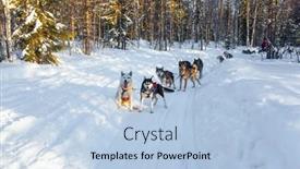  Presentation with dog sled - Audience pleasing PPT theme consisting of exotic-trip-to-the-arctic backdrop and a light blue colored foreground
