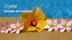  Presentation with tropical flowers - Amazing theme having exotic-tropical-flowers-near backdrop and a teal colored foreground