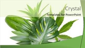  Presentation with tropical - Slide deck featuring exotic-tropical-leaves-isolated background and a soft green colored foreground