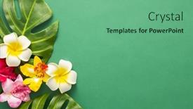  Presentation with tropical flowers - Amazing theme having exotic-tropical-summer-background-summer backdrop and a seafoam green colored foreground