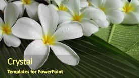  Presentation with plumeria - Amazing PPT layouts having exotic white tropical flowers plumeria closeup macro on green leaves backdrop and a tawny brown colored foreground