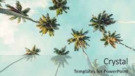  Presentation with coconut - Slide set enhanced with exoticism - coconut palm trees on sky background and a soft green colored foreground