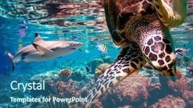  Presentation with tropical reef fish - Slide set enhanced with exoticism - reef with a variety background and a ocean colored foreground