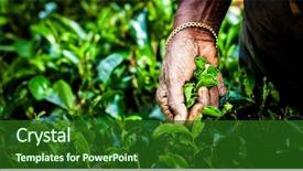  Presentation with tea - Colorful slide deck enhanced with exoticism - tea picker woman's hands backdrop and a forest green colored foreground