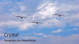  Presentation with mediterranean - Beautiful presentation featuring expatriate - flying flamingos in kamarg preserve backdrop and a light blue colored foreground