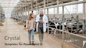  Presentation with lab coat - Slide set featuring experienced-gray-haired-livestock-veterinarian background and a mint green colored foreground