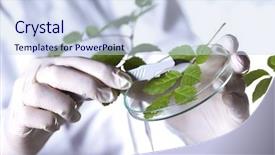  Presentation with plant - Amazing PPT theme having experimental plant backdrop and a sky blue colored foreground