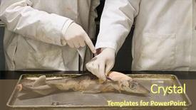  Presentation with fish people - Audience pleasing slide deck consisting of experimenting on a dead fish backdrop and a violet colored foreground