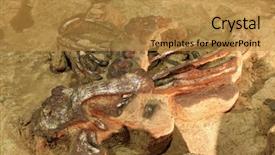  Presentation with exploration - Presentation theme consisting of exploration of dinosaur skeleton background and a gold colored foreground