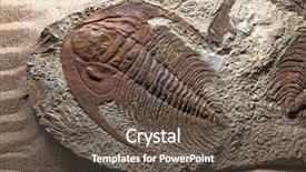  Presentation with exploration - Amazing theme having exploration of trilobite beetle fossil backdrop and a tawny brown colored foreground