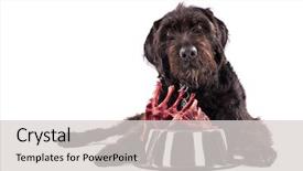  Presentation with raw meat dog - Cool new slides with expo - black dog with bowl full backdrop and a light gray colored foreground