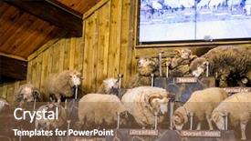  Presentation with speckled sheep - Audience pleasing slide set consisting of expo - sheep exhibition and sheep show backdrop and a tawny brown colored foreground