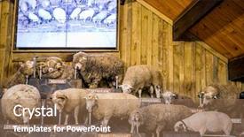  Presentation with award show arrival - Cool new PPT theme with expo - sheep exhibition and sheep show backdrop and a coral colored foreground