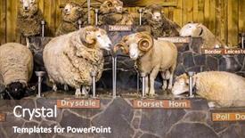  Presentation with sheep mesopatamia - Cool new slide deck with expo - sheep exhibition and sheep show backdrop and a violet colored foreground
