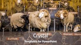  Presentation with tv show - Colorful presentation design enhanced with expo - sheep exhibition and sheep show backdrop and a tawny brown colored foreground