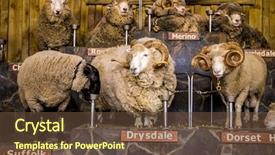  Presentation with new zealand - PPT theme having expo - sheep exhibition and sheep show background and a tawny brown colored foreground