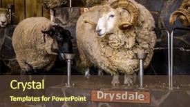  Presentation with new zealand - Audience pleasing slide set consisting of expo - sheep exhibition and sheep show backdrop and a tawny brown colored foreground