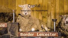  Presentation with new zealand silver fern black - Presentation theme featuring expo - sheep exhibition and sheep show background and a gold colored foreground