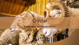  Presentation with new zealand - Colorful slide set enhanced with expo center - sheep exhibition and sheep show backdrop and a  colored foreground