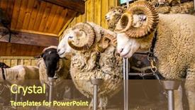  Presentation with exhibition - Slide deck having expo center - sheep exhibition and sheep show background and a  colored foreground