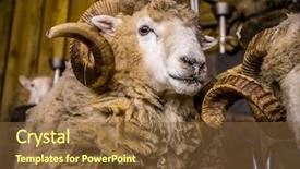  Presentation with new zealand - Audience pleasing PPT theme consisting of expo center - sheep exhibition and sheep show backdrop and a tawny brown colored foreground