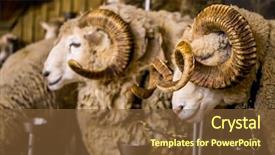  Presentation with new zealand - PPT theme enhanced with expo center - sheep exhibition and sheep show background and a  colored foreground