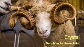  Presentation with new zealand - Slide set with expo center - sheep exhibition and sheep show background and a  colored foreground