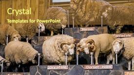  Presentation with new zealand - PPT theme having expo center - sheep exhibition and sheep show background and a tawny brown colored foreground