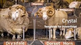 Presentation with exhibition - Amazing slide set having expo center - sheep exhibition and sheep show backdrop and a tawny brown colored foreground