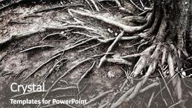  Presentation with tree roots - Amazing PPT layouts having exposed tree roots backdrop and a gray colored foreground